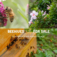 Load image into Gallery viewer, 5 Frame Nucleus Hive (Nuc) of Bees (Pre-Order)