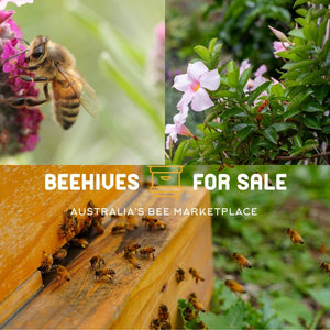 5 Frame Nucleus Hive (Nuc) of Bees (Pre-Order)