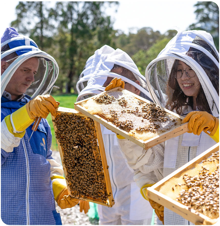 Ordering Bees Order Bees – BeehivesforSale.com.au