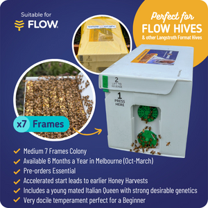 7-Frame Accelerated Bee Colonies (Pre-Order)